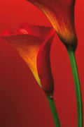 Vibrant Calla Lilies Decorative Painting (paper and canvas) art poster printing print