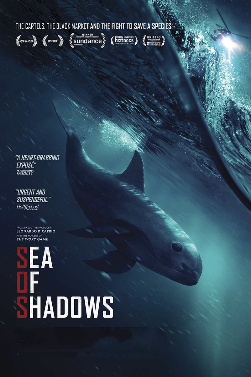 Sea of Shadows Vaquita Decorative Painting (paper and canvas) art poster printing print
