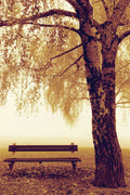Autumn Park Bench and Tree Decorative Painting (paper and canvas) art poster printing print