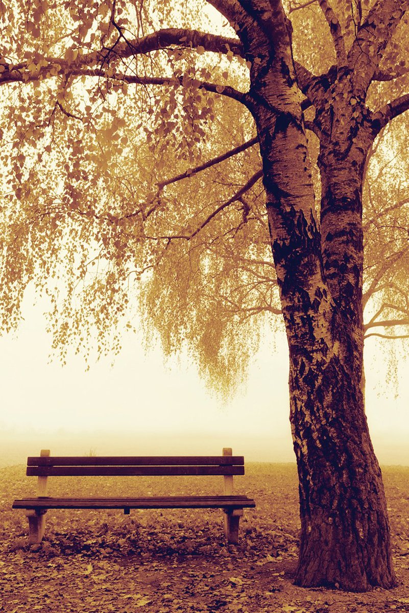 Autumn Park Bench and Tree Decorative Painting (paper and canvas) art poster printing print