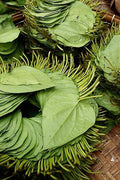 Betel Leaves Decorative Painting (paper and canvas) art poster printing print