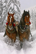 Winter Horses Sleigh Ride Decorative Painting (paper and canvas) art poster printing print