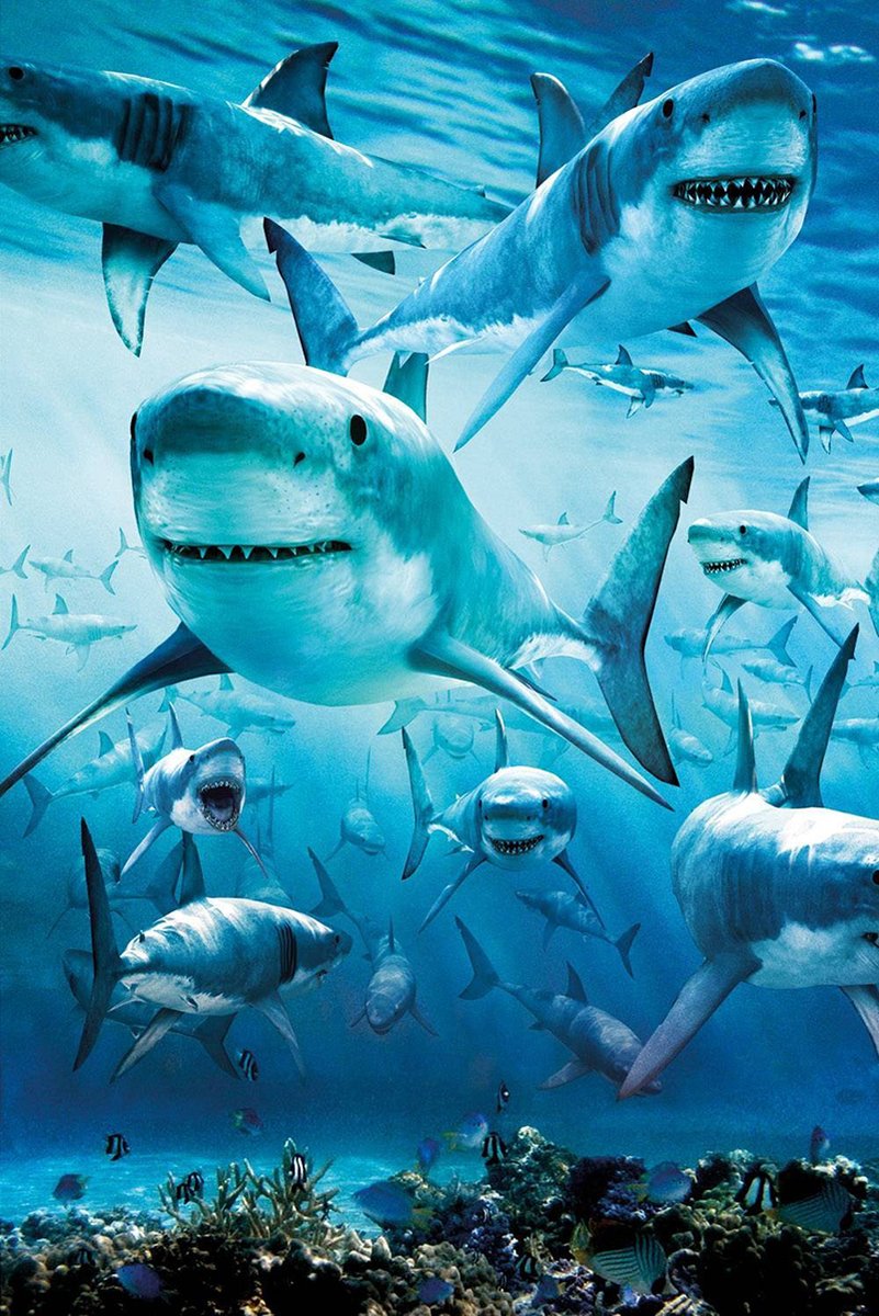 Great White Sharks Decorative Painting (paper and canvas) art poster printing print