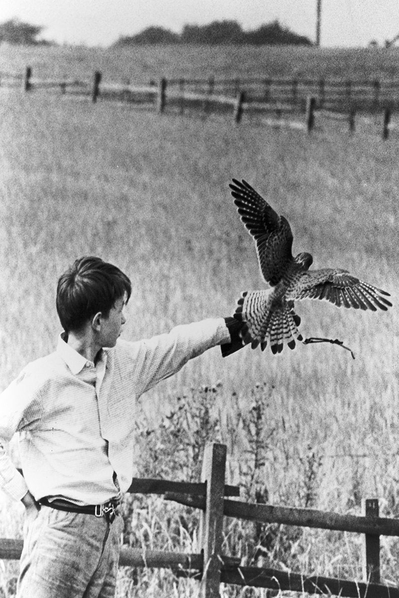 Boy and Falcon Decorative Painting (paper and canvas) art poster printing print