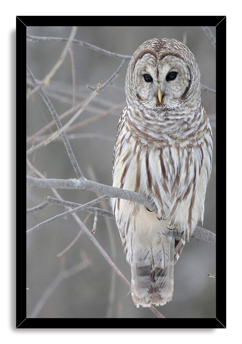 Barred Owl Decorative Painting (paper and canvas) art poster printing print