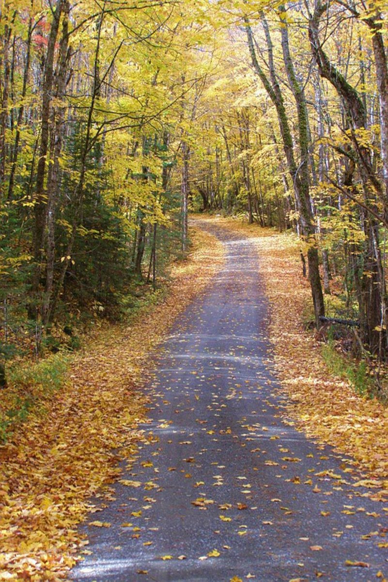 Autumn Forest Path Decorative Painting (paper and canvas) art poster printing print