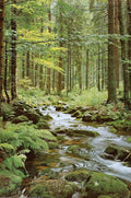 Wall Poster Forest Creek (Paper and Canvas) Art Poster Printing Print