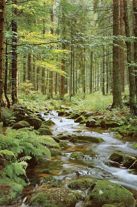 Wall Poster Forest Creek (Paper and Canvas) Art Poster Printing Print