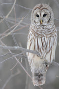 Barred Owl Decorative Painting (paper and canvas) art poster printing print