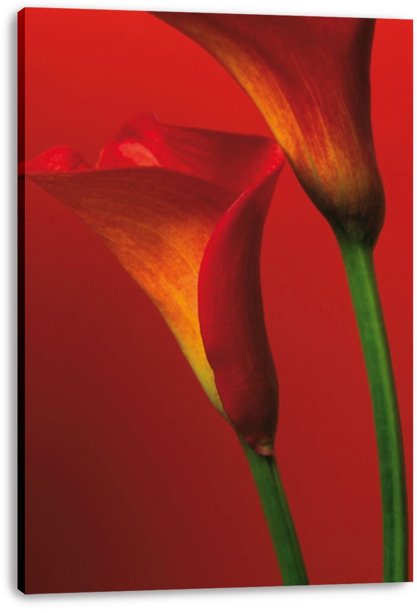 Vibrant Calla Lilies Decorative Painting (paper and canvas) art poster printing print