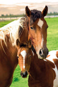 Horse Family Decorative Painting (paper and canvas) art poster printing print