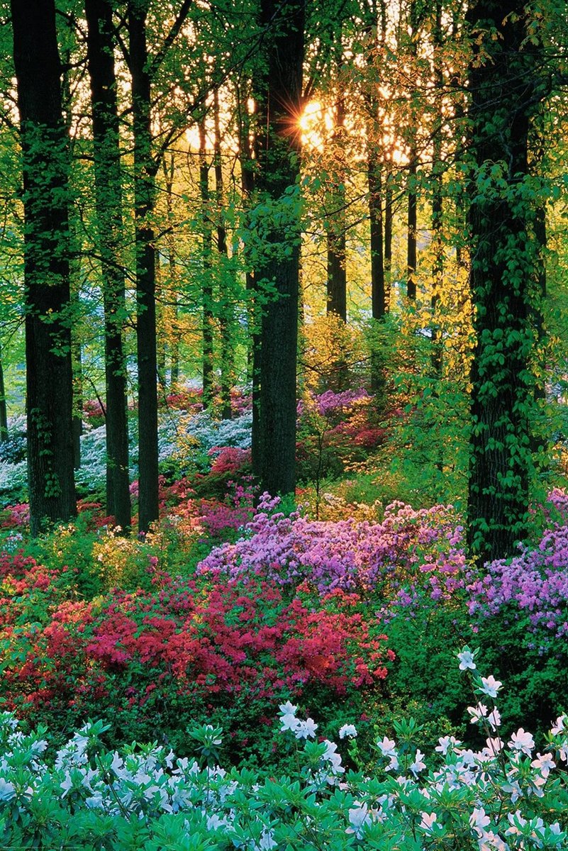 Lush Forest Bloom Decorative Painting (paper and canvas) art poster printing print