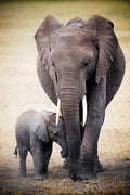 Mother and Baby Elephant Decorative Painting (paper and canvas) art poster printing print