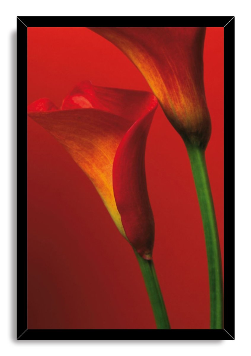Vibrant Calla Lilies Decorative Painting (paper and canvas) art poster printing print