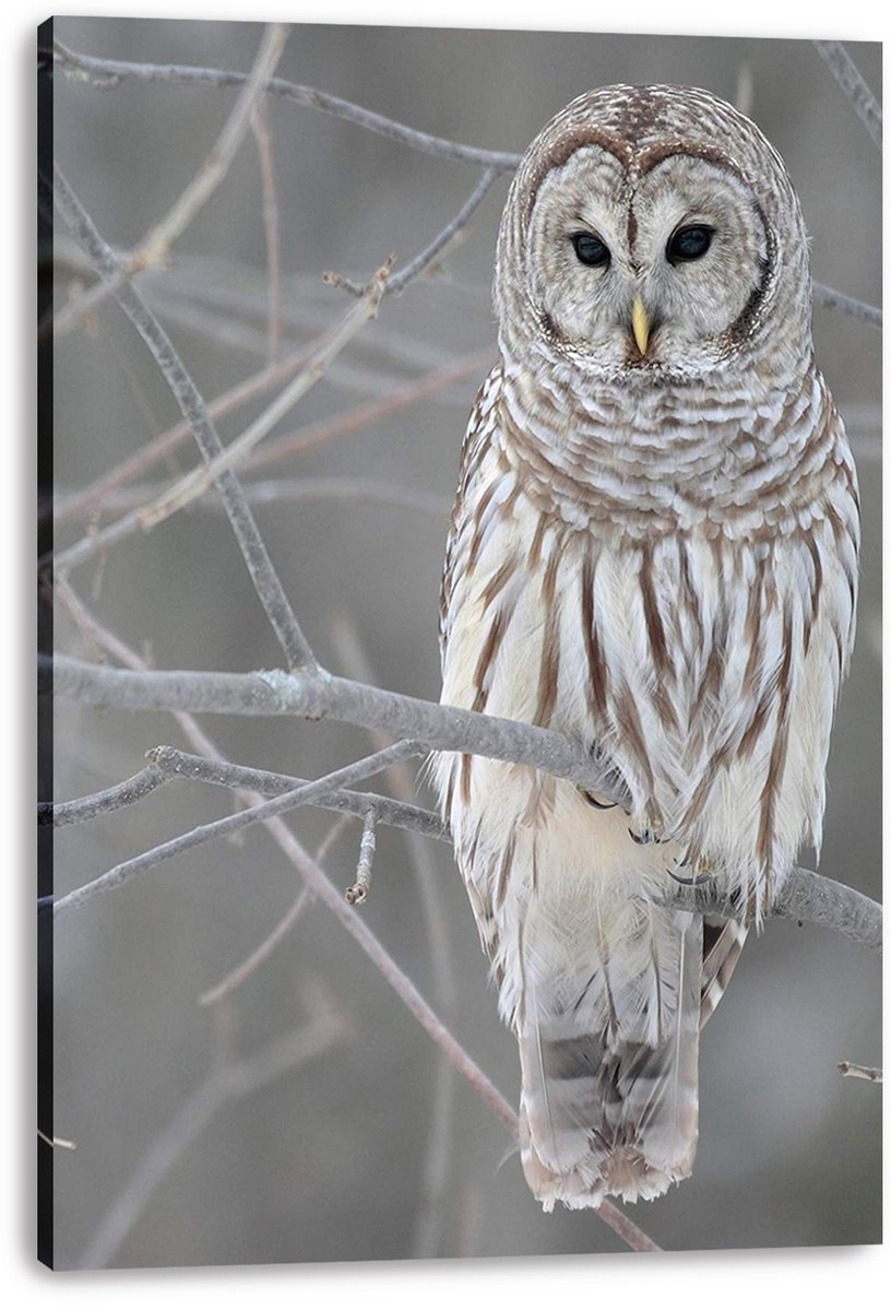 Barred Owl Decorative Painting (paper and canvas) art poster printing print