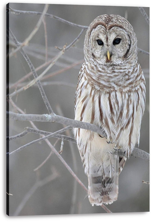 Barred Owl Decorative Painting (paper and canvas) art poster printing print