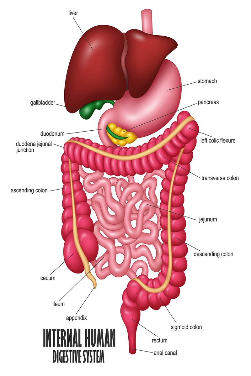 Internal Human Digestive System Decorative Painting (paper and canvas) art poster printing print